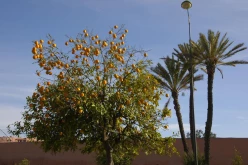 Marrakech 05C