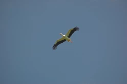OISEAUX - Cigogne-003