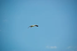 OISEAUX - Cigogne-004