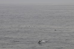 ETE-2013-En-Mer-14529