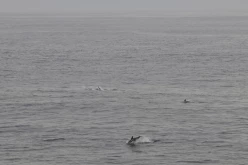 ETE-2013-En-Mer-14529