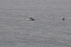 ETE-2013-En-Mer-14518