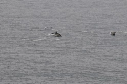 ETE-2013-En-Mer-14518