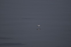 ETE-2013-En-Mer-13536