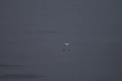 ETE-2013-En-Mer-13536