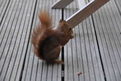 Ecureuil-maison-1475