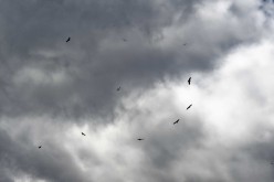 Vautours-Pyrénées D422773