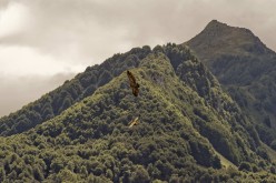 Vautours-Pyrénées D422791