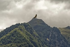 Vautours-Pyrénées D422792