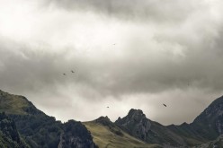 Vautours-Pyrénées D422768