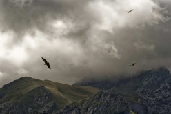 Vautours-Pyrénées D422793