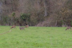 CERVIDES - chevreuil 007