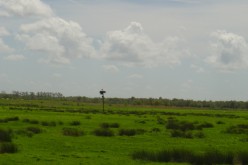 OISEAUX - Cigogne-012