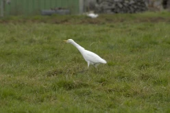 OISEAUX - Héron garde-boeuf