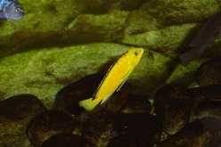 DSC00116c