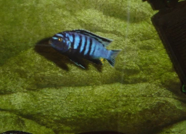 Galerie 01 :  Mon aquarium avant le déménagement