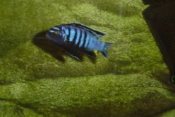 DSC00093c