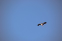 OISEAUX - Cigogne-010