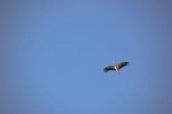OISEAUX - Cigogne-010