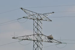 Oiseau-Oléron-13484