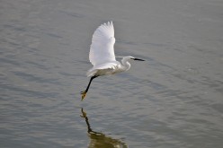 Oiseau-Oléron-13410