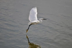 Oiseau-Oléron-13410