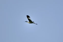 Oiseau-Oléron-13403