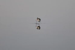 Oiseau-Oléron-13395