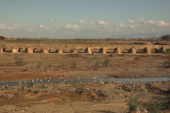 OISEAUX - Cigogne-011