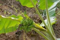 Cap-Vert-2025-P1060750PYA