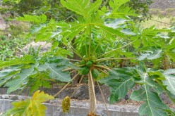 Cap-Vert-2025-P1060744PYA