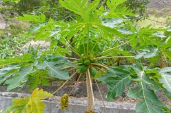 Cap-Vert-2025-P1060744PYA