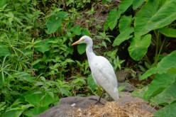 Cap-Vert-2025-P1060765PYA