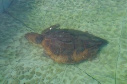 Cap-Vert-2025-P1060265PYA