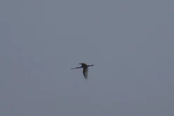 OISEAUX - Spatule blanche - Platalea leucorodia