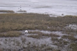 OISEAUX - ibis