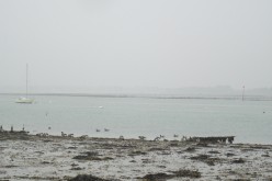 OISEAUX - oies_bernaches-006