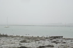 OISEAUX - oies_bernaches-006