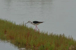 OISEAUX - DSC 3171