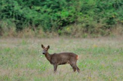 CERVIDES - chevreuil 001