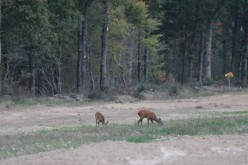 CERVIDES - chevreuil 008