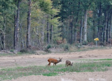 Galerie 07 : photos d'animaux en liberté