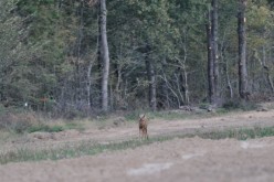 CERVIDES - chevreuil 004