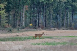 CERVIDES - chevreuil 005