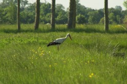 OISEAUX - Cigogne-0014