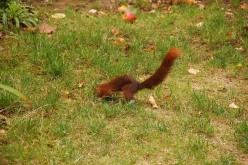 Ecureuil-005