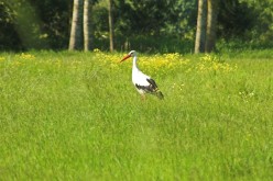 OISEAUX - Cigogne-0013