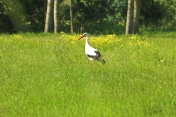 OISEAUX - Cigogne-0013