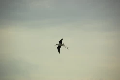 OISEAUX - DSC 3177C