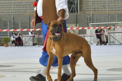 interceltique-2014-Quic-en-Groigne 22